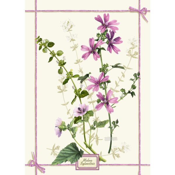 Fragrance Malva