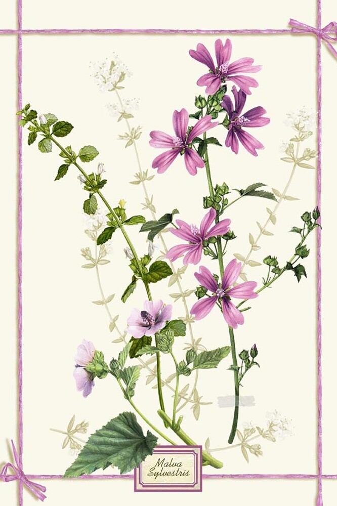 Fragrance Malva